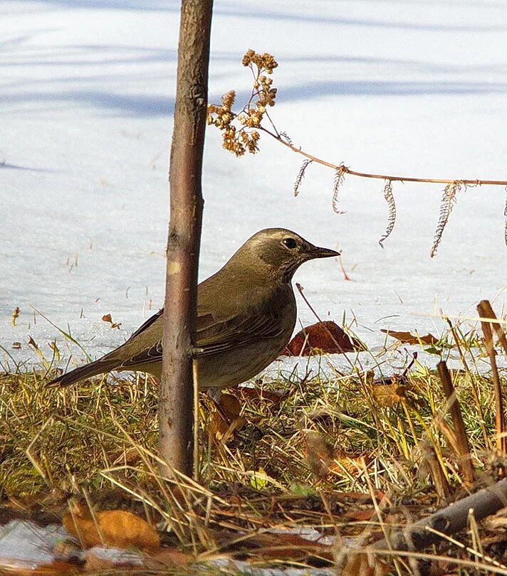 Птицы западной сибири фото Чернозобый дрозд (Turdus atrogularis). Птицы Сибири.