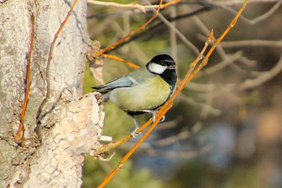 Птицы западной сибири фото Большая синица (Parus major). Птицы Сибири.