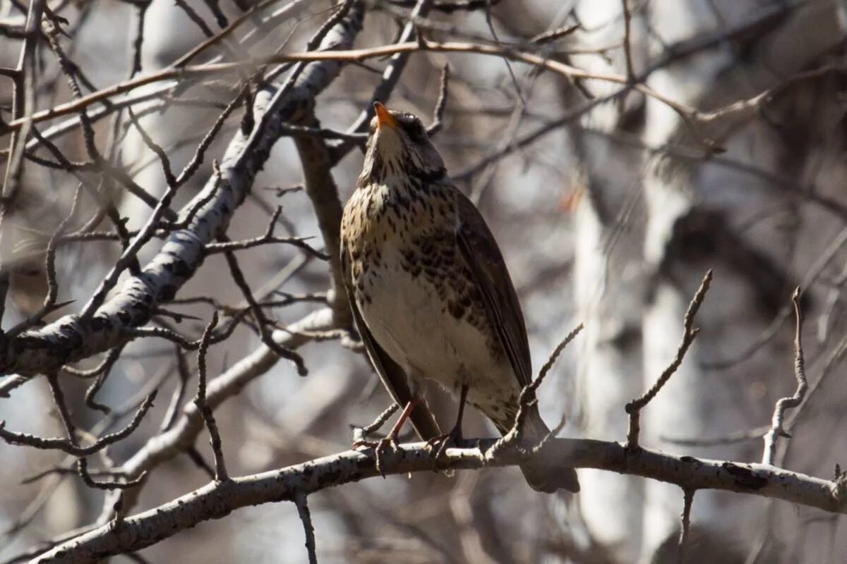 Птицы западной сибири фото с названиями Рябинник (Turdus pilaris). Птицы Сибири.