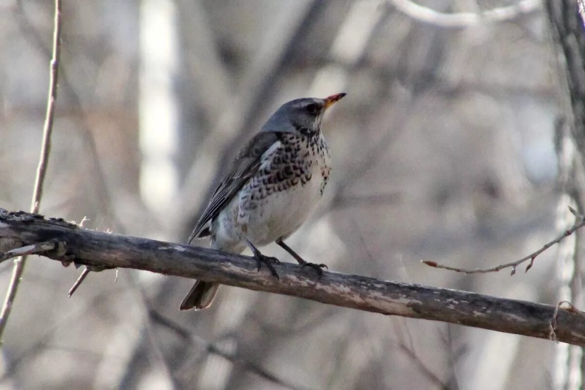 Птицы западной сибири фото с названиями Fieldfare (Turdus pilaris). Birds of Siberia.