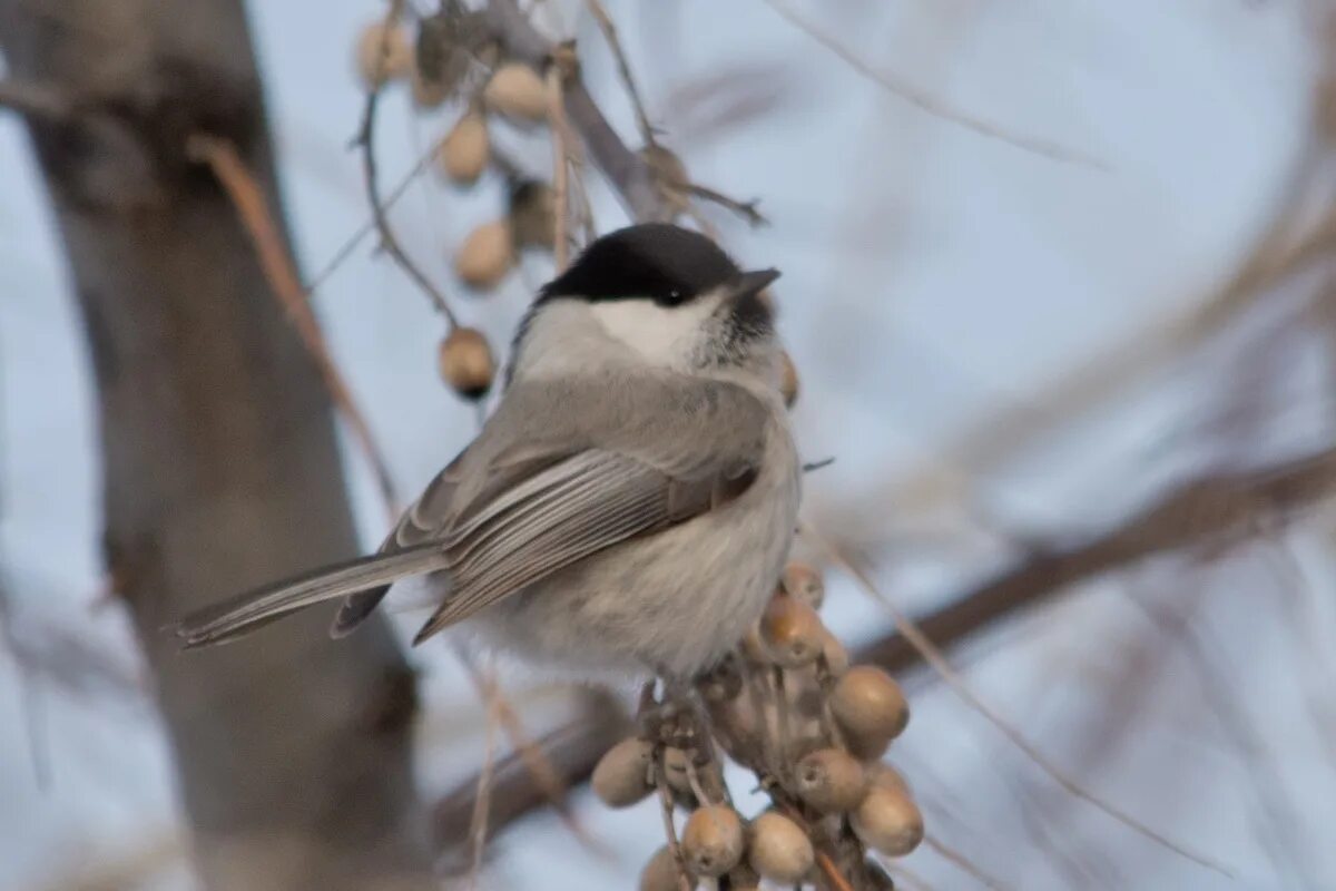 Птицы западной сибири фото с названиями Пухляк (Parus montanus). Птицы Сибири.