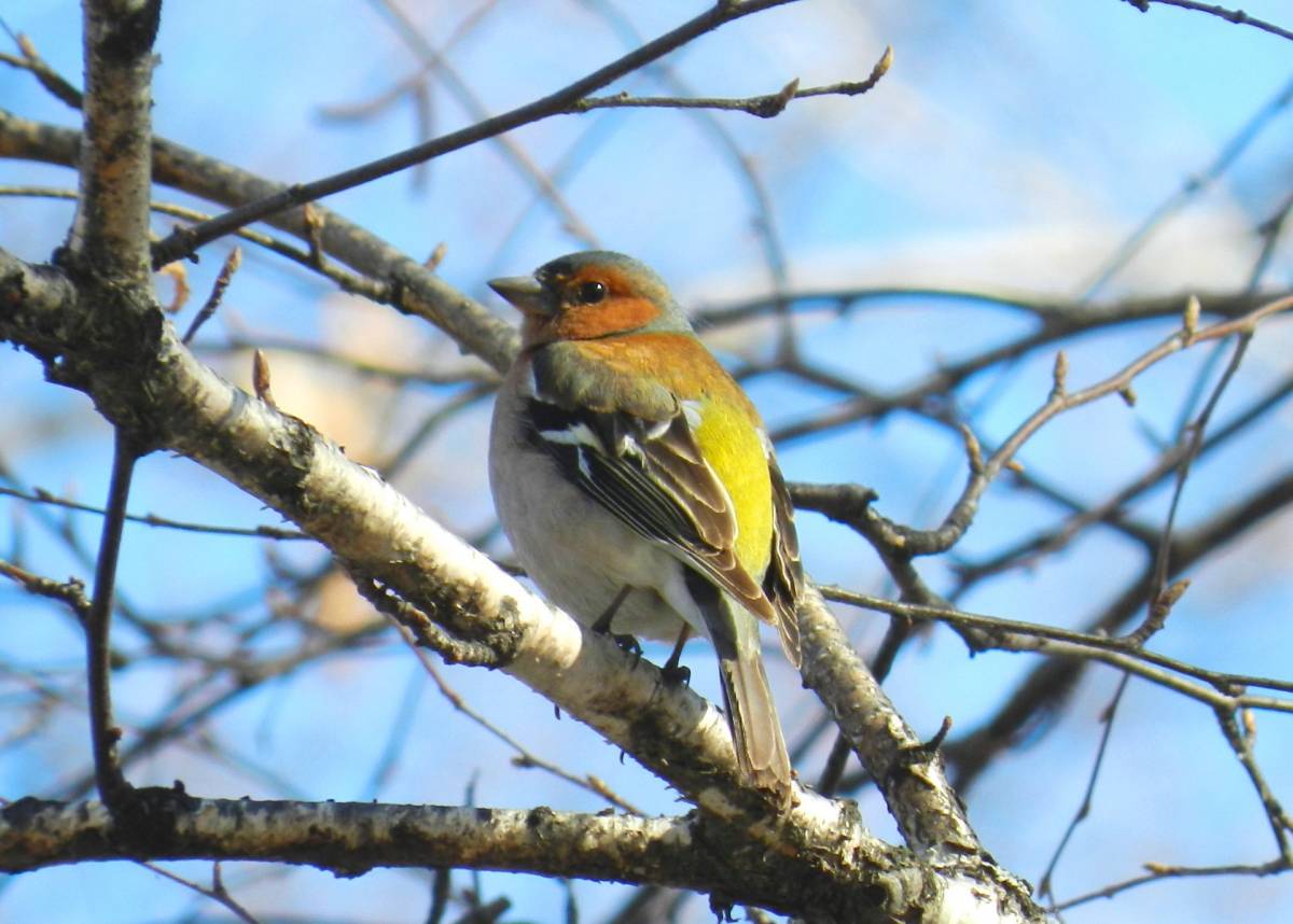 Птицы западной сибири фото с названиями Common Chaffinch (Fringilla coelebs). Birds of Siberia.