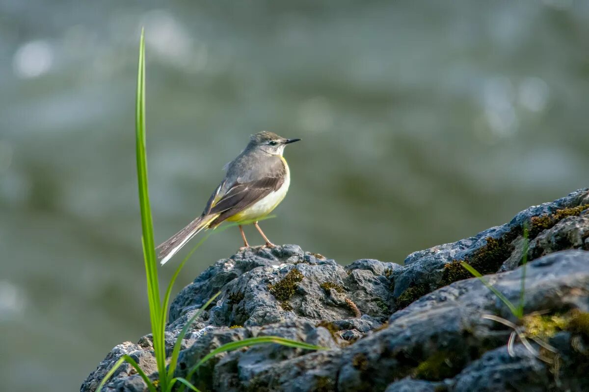 Птицы заповедника фото Grey Wagtail (Motacilla cinerea). Birds of Siberia.