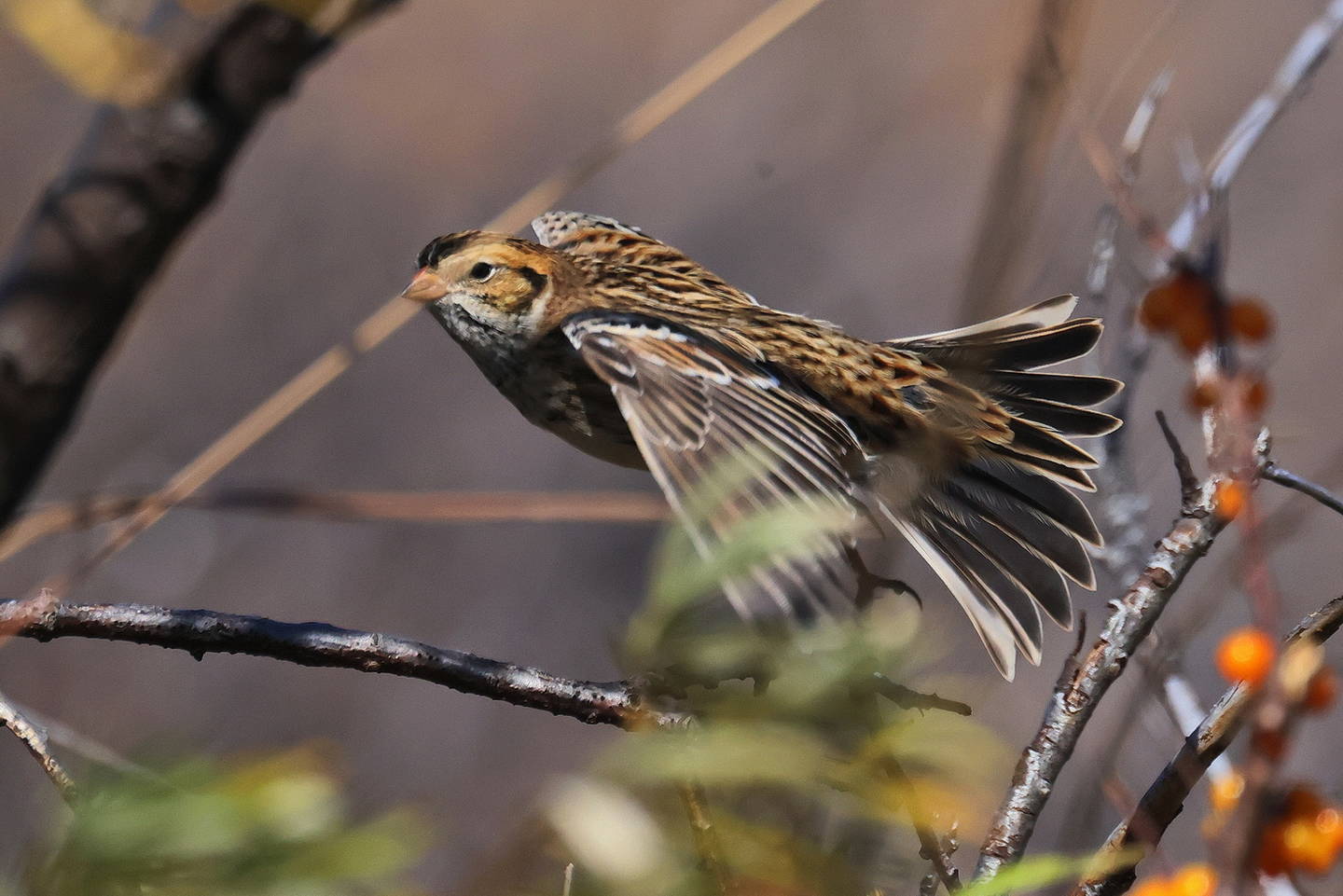 Птицы заповедника фото Lapland Longspur (Calcarius lapponicus). Birds of Siberia.