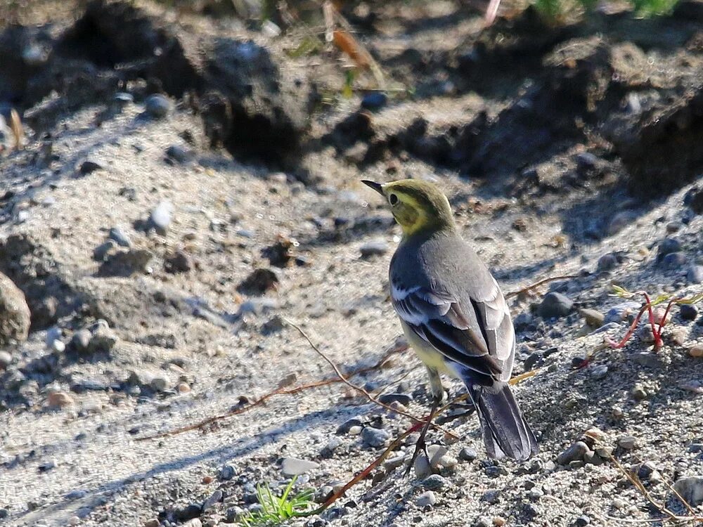 Птицы заповедника фото Citrine Wagtail (Motacilla citreola). Birds of Siberia.