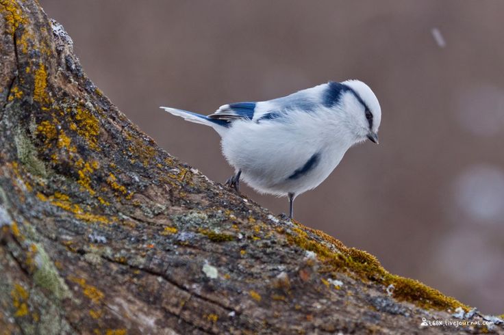 Птицы заповедника фото синица - Поиск в Google Passerine bird, Bird, Passerine