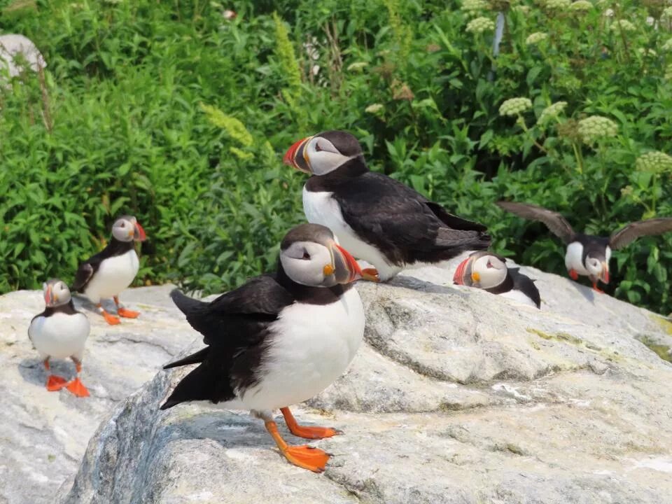 Птицы заповедника фото Экзотические птицы заповедника на острове Machias Seal Island: восхитительные фо