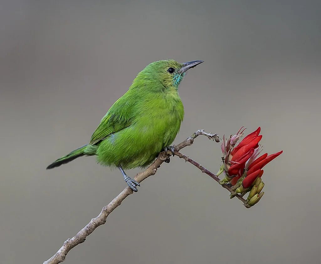 Птицы зеленого цвета фото Golden-fronted Leafbird Golden-fronted Chloropsis (Chlorop. Flickr