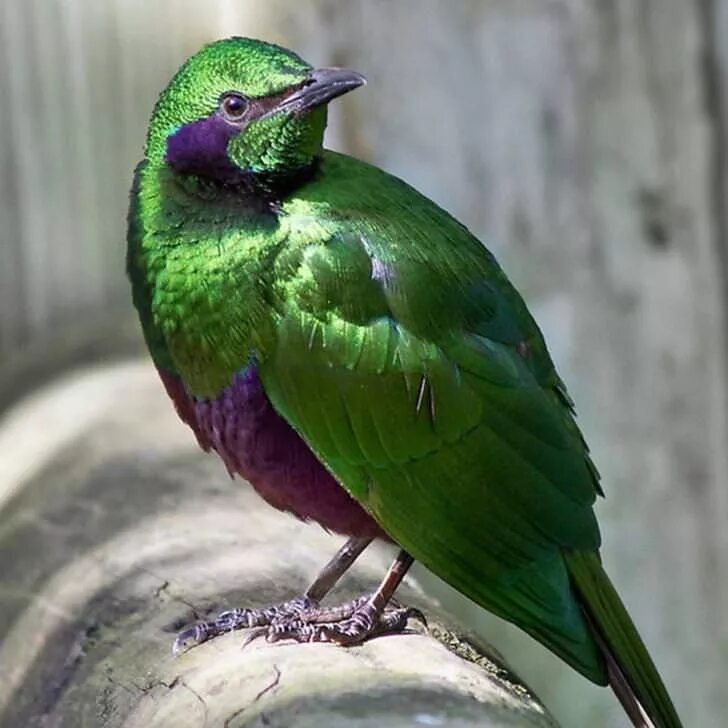 Птицы зеленого цвета фото emerald starling. Beautiful birds, Pretty birds, Birds