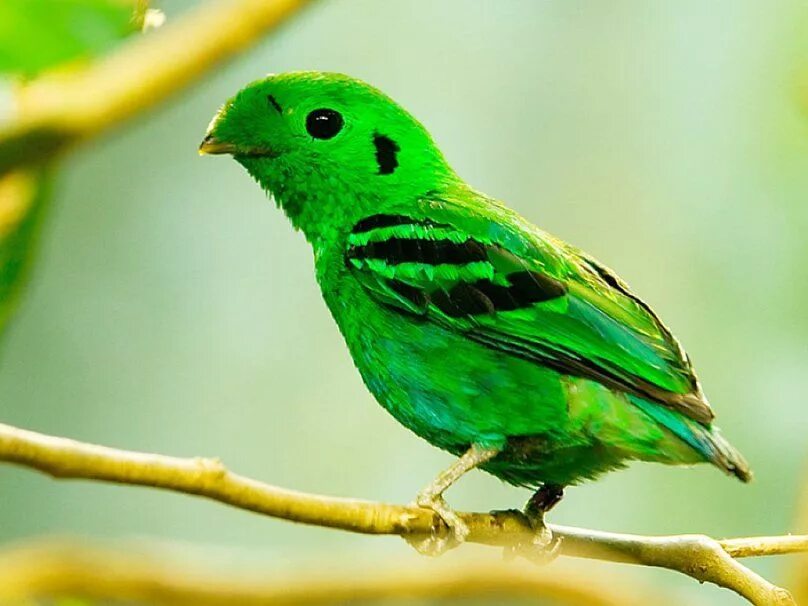 Птицы зеленого цвета фото Es humano? - ForWallpaper.com Green bird, Birds, Pet birds