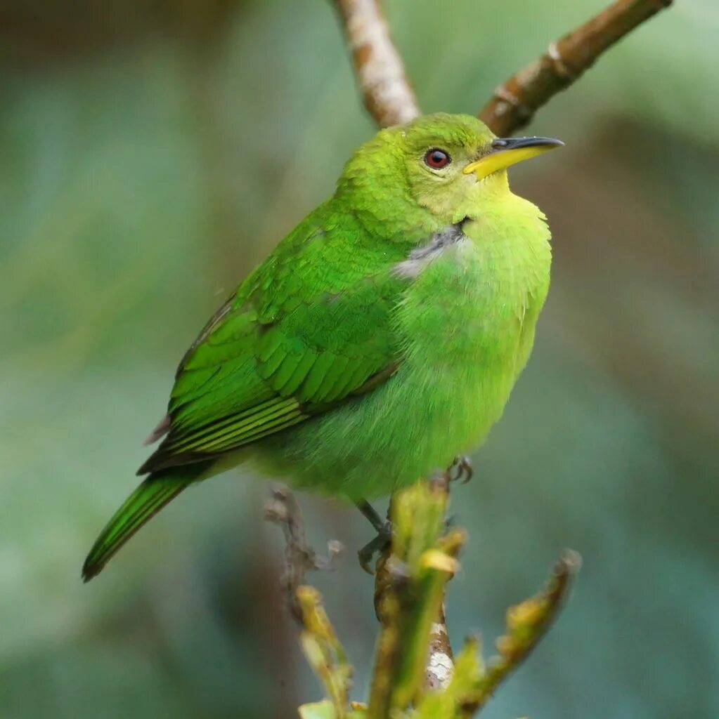 Птицы зеленого цвета фото Green Honeycreeper (female) Bird photo, Bird, Birds