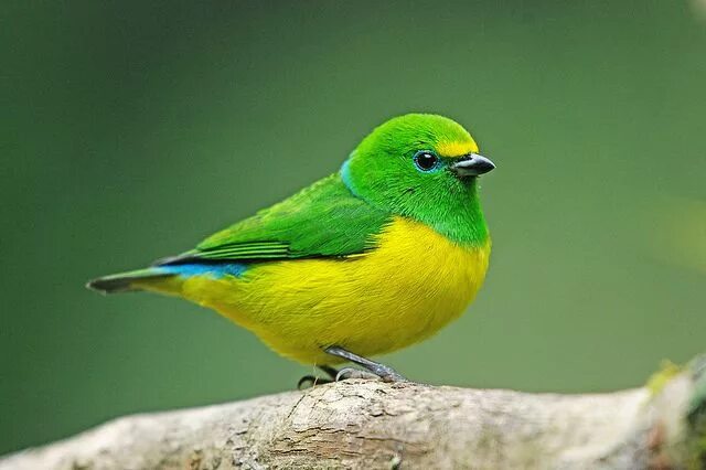 Птицы зеленого цвета фото Blue-naped Chlorophonia 101211 Beautiful birds, Nature birds, Birds