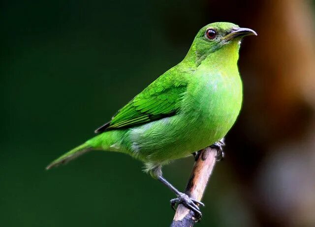 Птицы зеленого цвета фото Stunning Female Green Honeycreeper