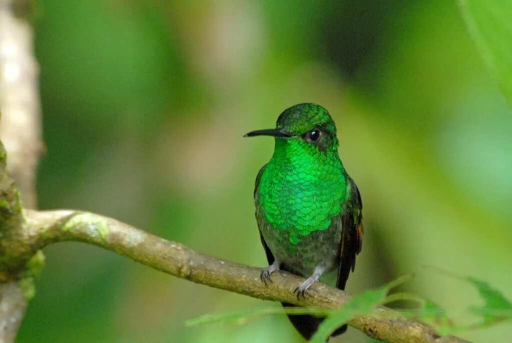 Птицы зеленого цвета фото stripe-tailed hummingbird Eupherusa eximia - monteverde, c. Flickr