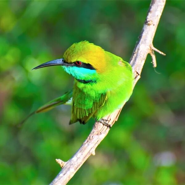 Птицы зеленого цвета фото Download Bird Animal Bee-eater Bee-eater PFP