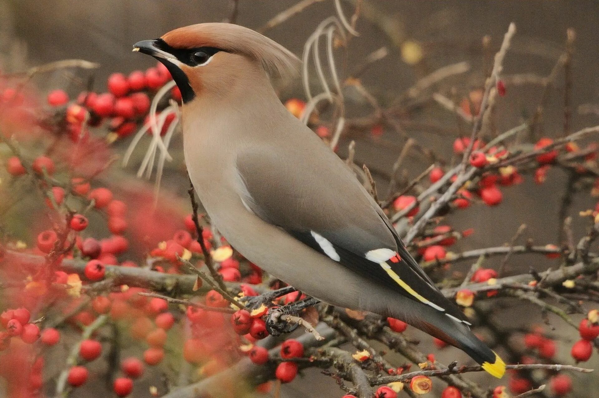 Птицы земли фото птицы фото: 43 тыс изображений найдено в Яндекс.Картинках Bird, Birds, Old photo