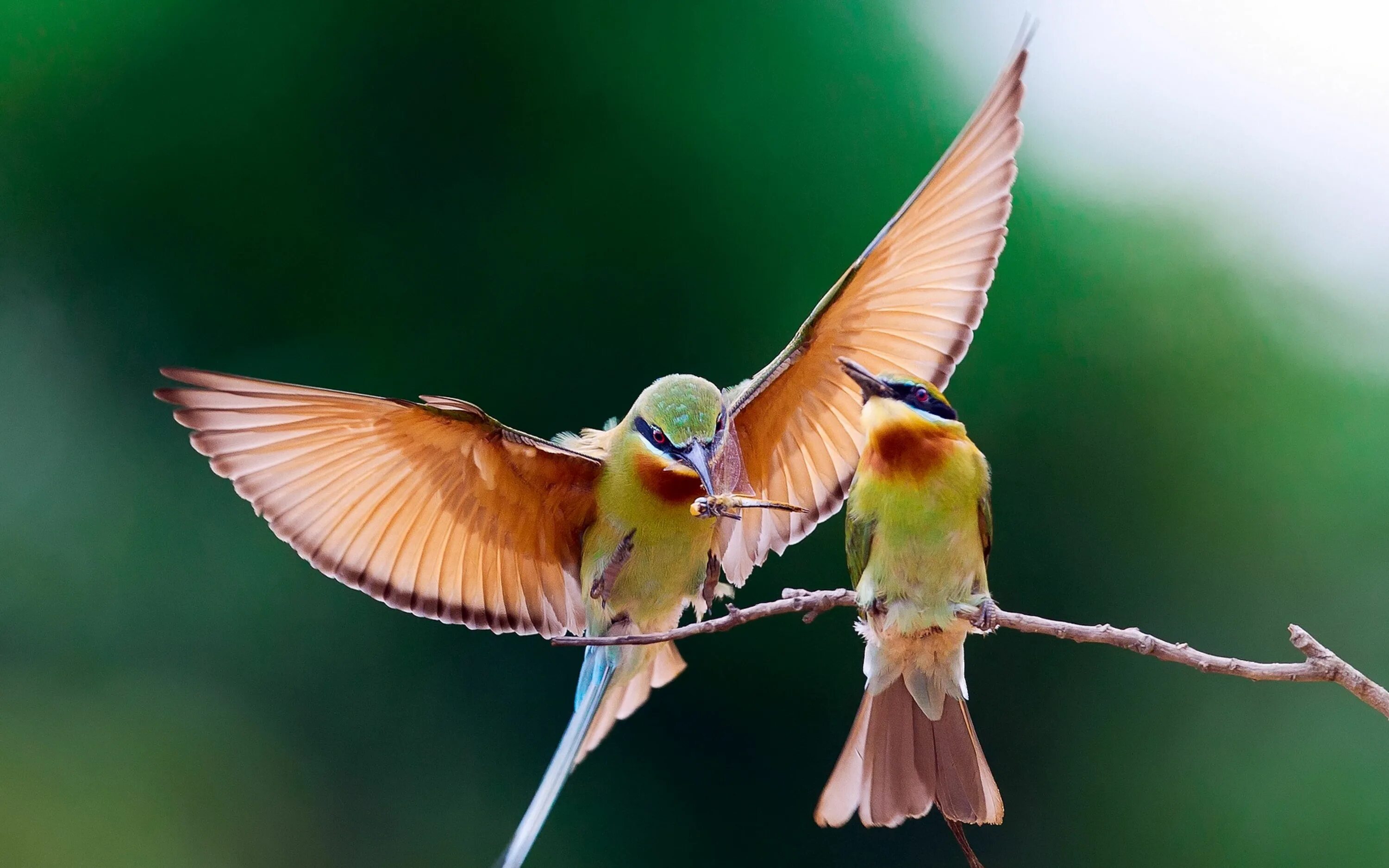 Птицы земли фото #bee-eater bird backgrounds #couple #branch Download 3840x2400 bee-eater #4K #wa