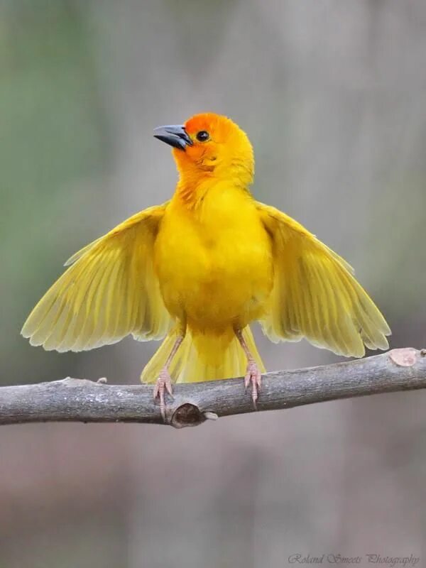 Птицы желтого цвета фото с названиями Yellow weaver, from savanna, woodland and gardens along the east coast of southe