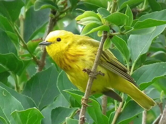 Птицы желтого цвета фото с названиями File:Yellow warbler.jpg - Wikipedia