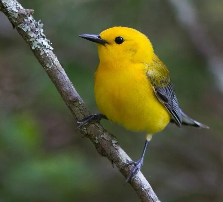 Птицы желтого цвета фото с названиями Prothonotary Warbler Pet birds, Colorful birds, Animals beautiful