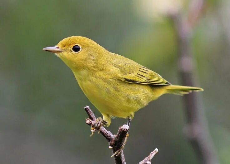 Птицы желтого цвета фото с названиями Image result for small yellow bird Bird pictures, Bird, Yellow bird