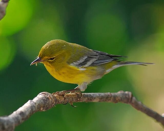 Птицы желтого цвета фото с названиями Pine Warbler Bird Wildlife - Free photo on Pixabay 朝 鮮 時 代, 李 氏 朝 鮮 時 代, 伝 統 色