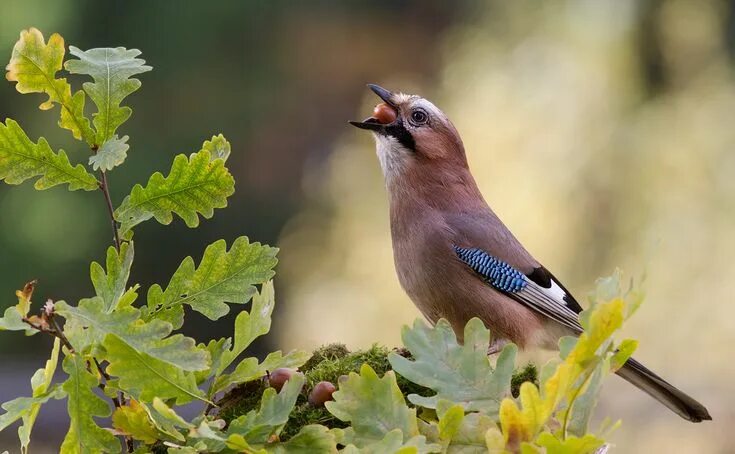 Птицы живущие фото Pin on Фото врановых Bird, Animals, Photo