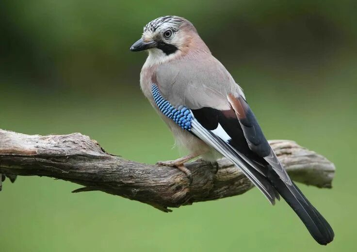 Птицы живущие фото Eurasian Jay Birds World Jay bird, Beautiful birds, Bird species