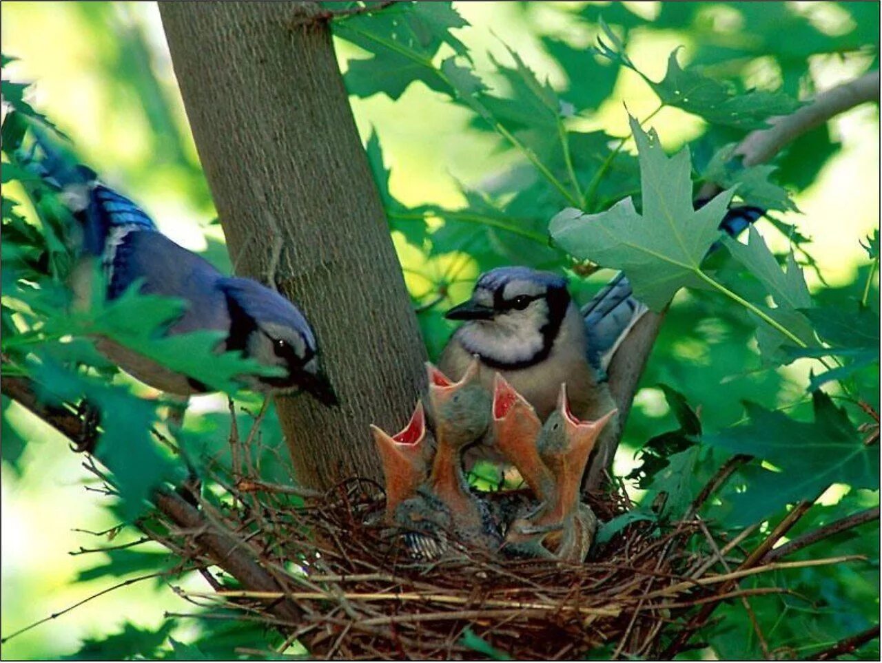 Птицы живут в лесах фото Животные весной фото Blue jay, Pet birds, Birds