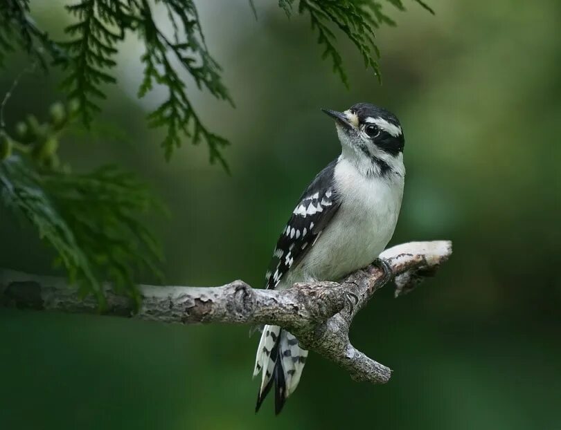 Птицы живут в лесах фото Downy Woodpecker: Field Guide, Pictures, Habitat & Info - Optics Mag