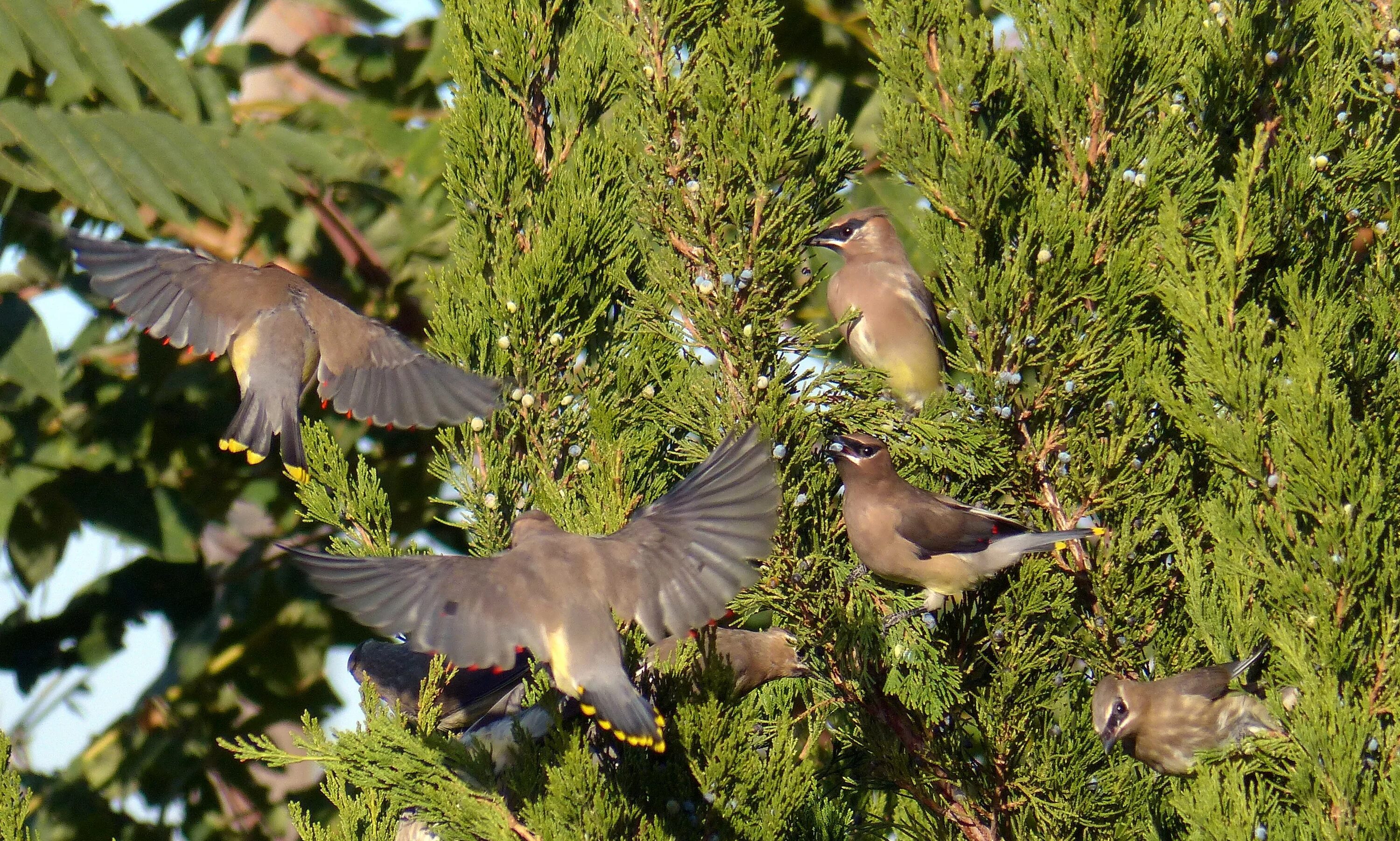 Птицы живут в лесах фото Free Images : forest, wing, pine, wildlife, wild, color, park, fauna, animals, v