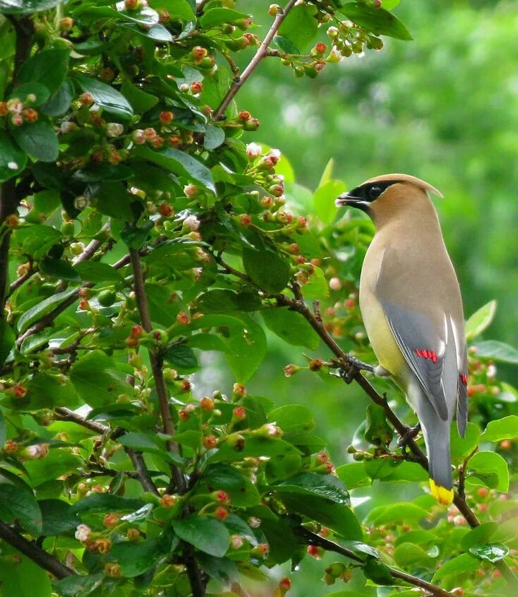 Птицы живут в лесах фото Image result for birds in winter Native plants, Cedar waxwing, Trees and shrubs