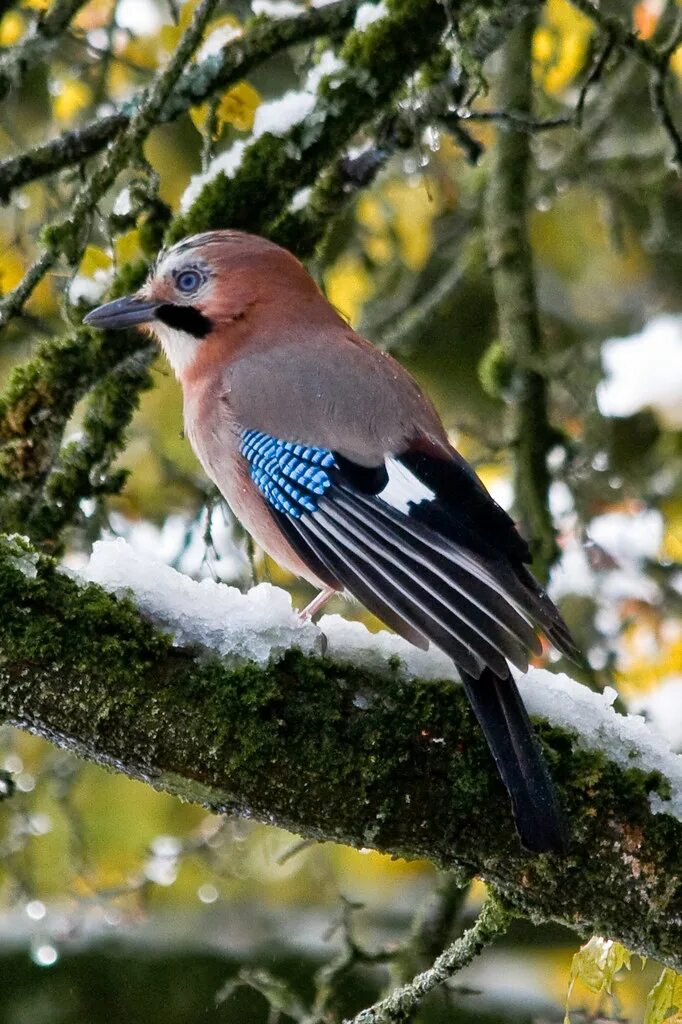 Птицы живут в лесах фото Eurasian Jay / Eichelhäher EN: An Eurasian Jay and the rem. Flickr