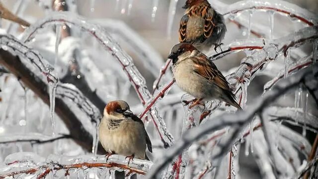 Птицы зимой фото Презентация "Поёт зима- аукает..." СДК с. Молдовановка - смотреть видео онлайн о