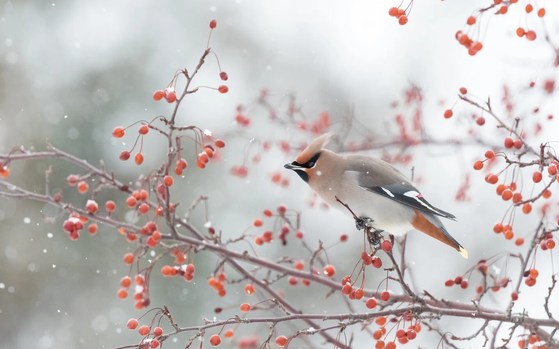 Птицы зимой фото Download wallpaper winter, snow, branches, berries, bird, snowfall, the Waxwing,