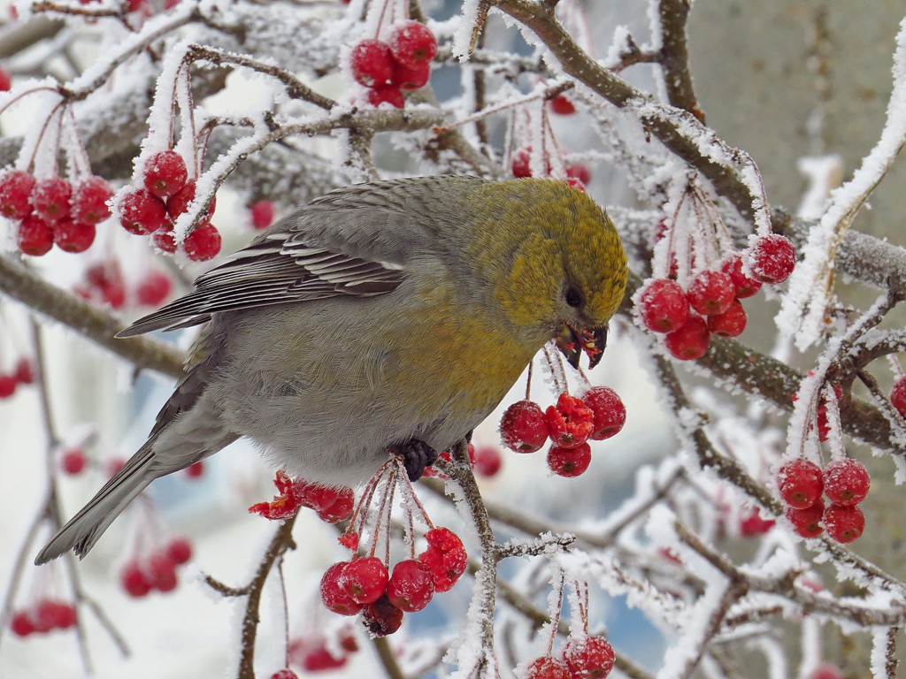 Птицы зимы фото с названиями Pine Grosbeak (Pinicola enucleator). Birds of Siberia.