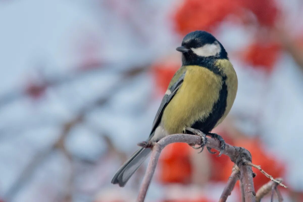 Птицы зимы фото с названиями Большая синица (Parus major). Птицы Сибири.