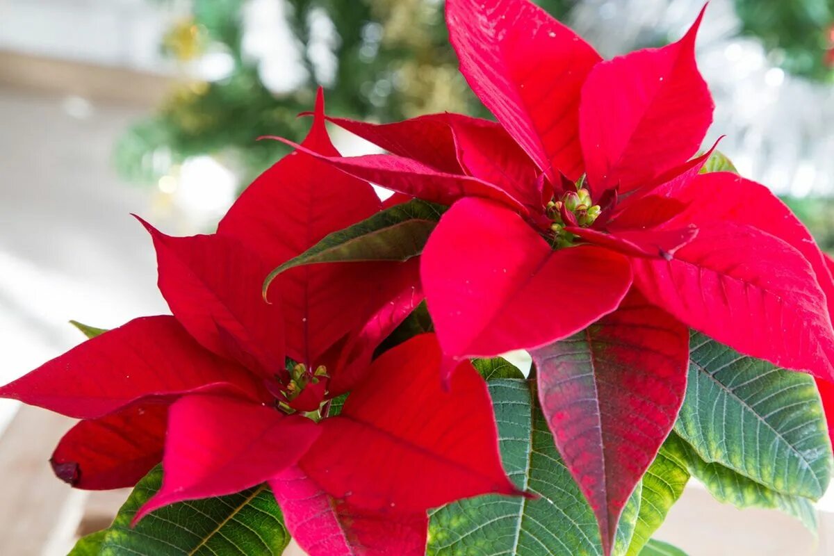 Пуансетия фото комнатный Tips On The Care Of Poinsettia Plants Gardening Know How