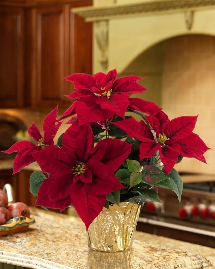 Пуансетия уход в домашних условиях фото Pin by Sjannie *. on Christmas Red Boards Poinsettia plant, Poinsettia centerpie