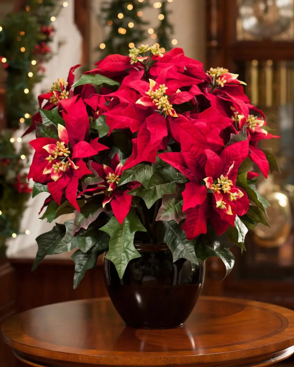 Пуансетия уход в домашних условиях фото Premier Silk Poinsettia - Large Poinsettia plant, Christmas tree coloring page, 