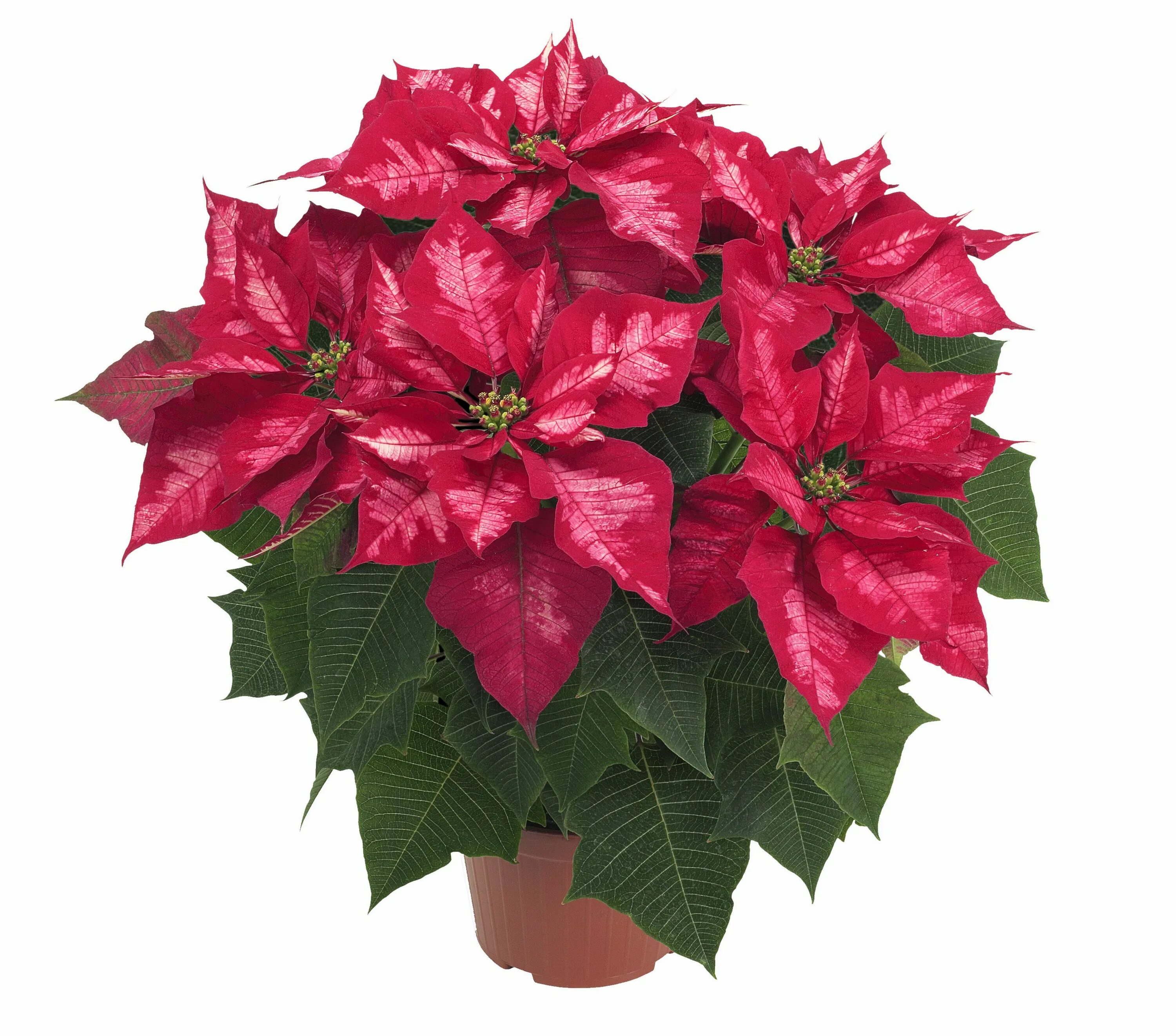 Пуансеттия фото комнатный POINSETTIA ICE PUNCH Christmas plants, Poinsettia, Gardening blog