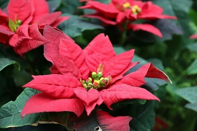 Пуансеттия фото цветов Poinsettia Flower Red - Free photo on Pixabay