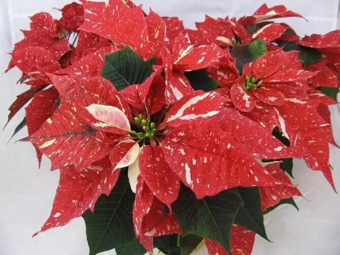 Tips On The Care Of Poinsettia Plants Gardening Know How