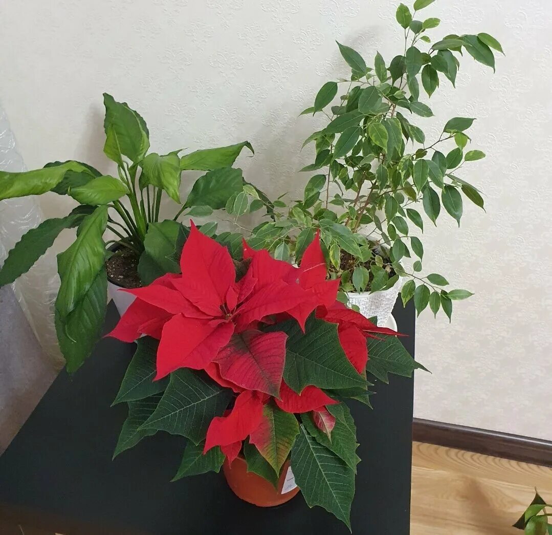 Tips On The Care Of Poinsettia Plants Gardening Know How