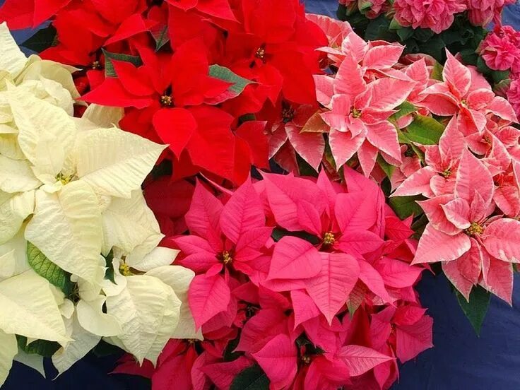 Пуансеттия цветок фото уход в домашних Christmas flowers, Poinsettia flower, Christmas poinsettia