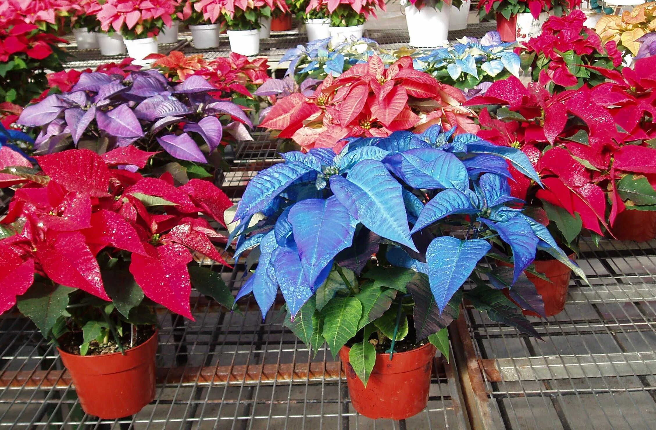 Пуансеттия цветок фото уход в домашних pointsetta - Bing Images Poinsettia plant, Order flowers online, Plants