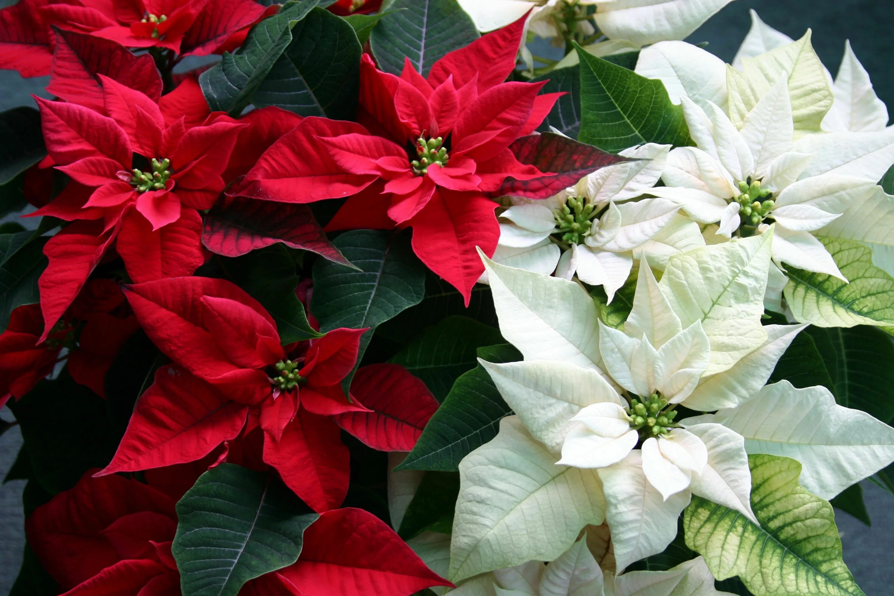 Пуансеттия цветок фото уход в домашних This Is How to Make Your Poinsettia Bloom Again Next Year Poinsettia plant, Chri