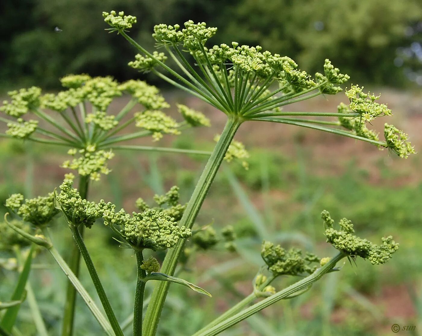 Пучки трава фото Heracleum sibiricum - Image of an specimen - Plantarium