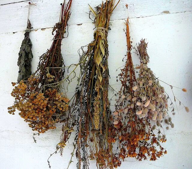 Пучки трава фото Dried herbs Drying herbs, Herbs, Hanging herbs