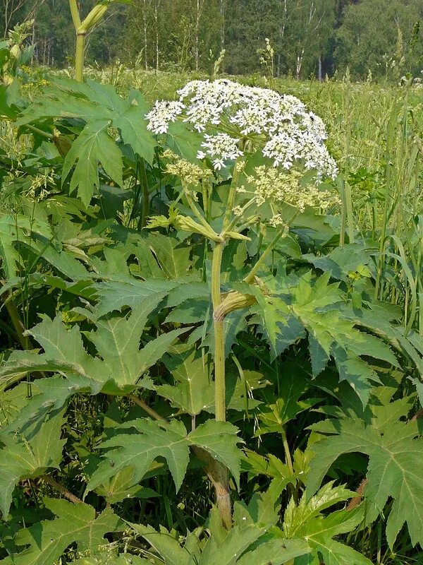 Пучки трава фото Heracleum dissectum - Image of an specimen - Plantarium